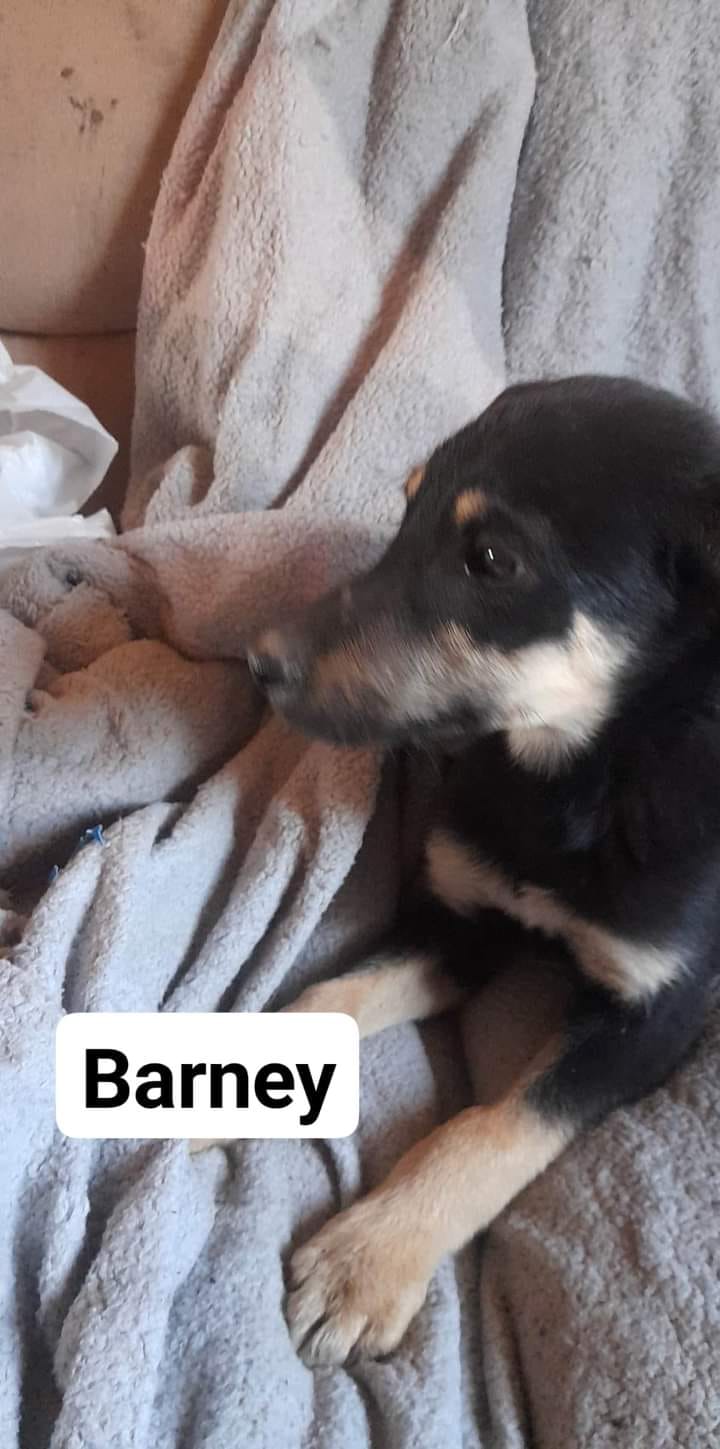 barney, mixed breed male. a little shy but the sweetest boy