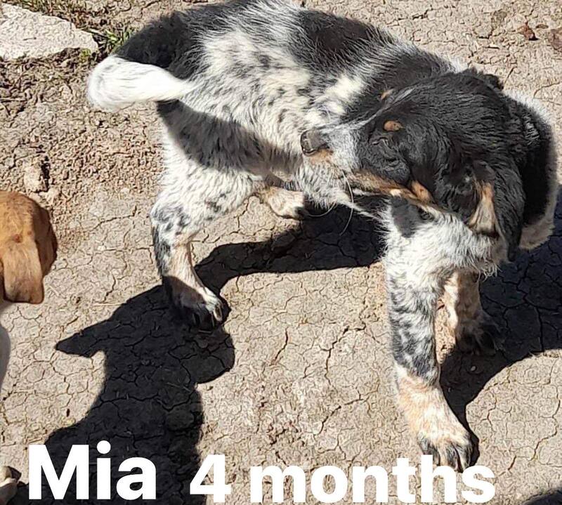 mia is a fun loving girl wo needs a home of her own. she is the sweetest little thing althoguh ike most of our dogs alittle shy right now. love and patience in her own home and this girl will thrive