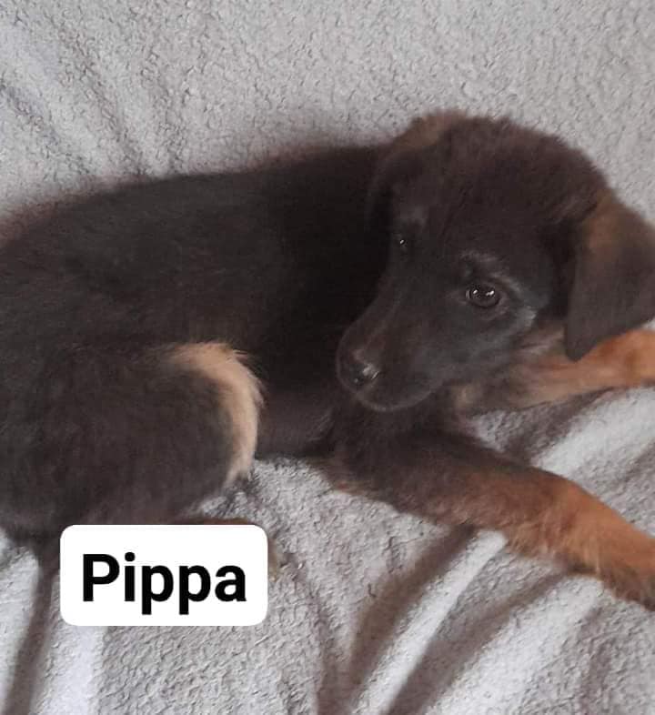 pippa is nervous around new situations but is the kindest, sweetest little girl